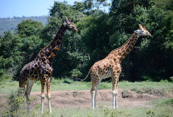 Giraffe on Kilimanjaro mount background in National park of Kenya, Africa — Stock Photo, Image