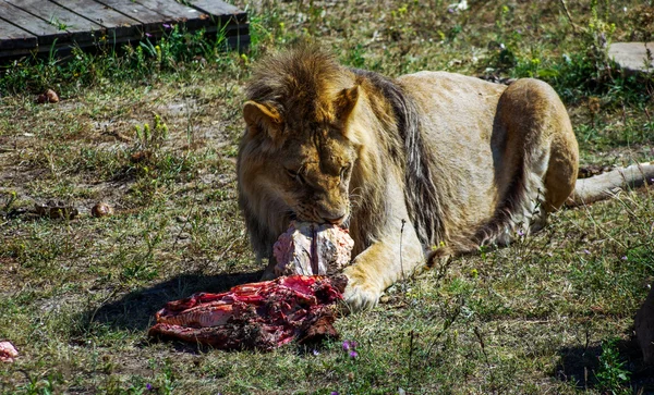 Un león comiendo carne en la hierba — Foto de Stock