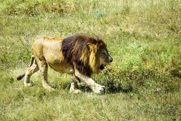 Um leão andando na grama — Fotografia de Stock