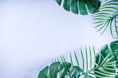 Tropik palmiye ve canavar yaprakları arka planda