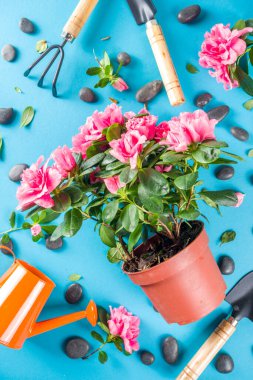 Home gardening flatlay