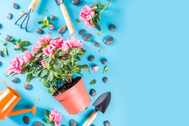 Home gardening flatlay