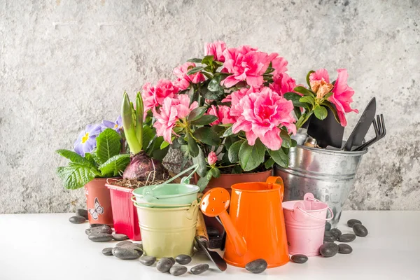 Casa Jardinagem Conceito Estufa Jardim Flores Interior Vasos Plantas Pequenas — Fotografia de Stock