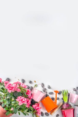 Ev bahçesi, sera konsepti. Kapalı çiçek bahçesi, bahçeli küçük saksılar. Boşluğu kopyala