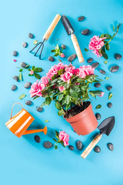 Home gardening flatlay, greenhouse concept. Indoor flower garden, Small plant pots with gardening tools. Above, creative flat lay pattern on turquoise, aquamarine backdrop