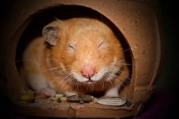 Hamster sírio fêmea acordando — Fotografia de Stock