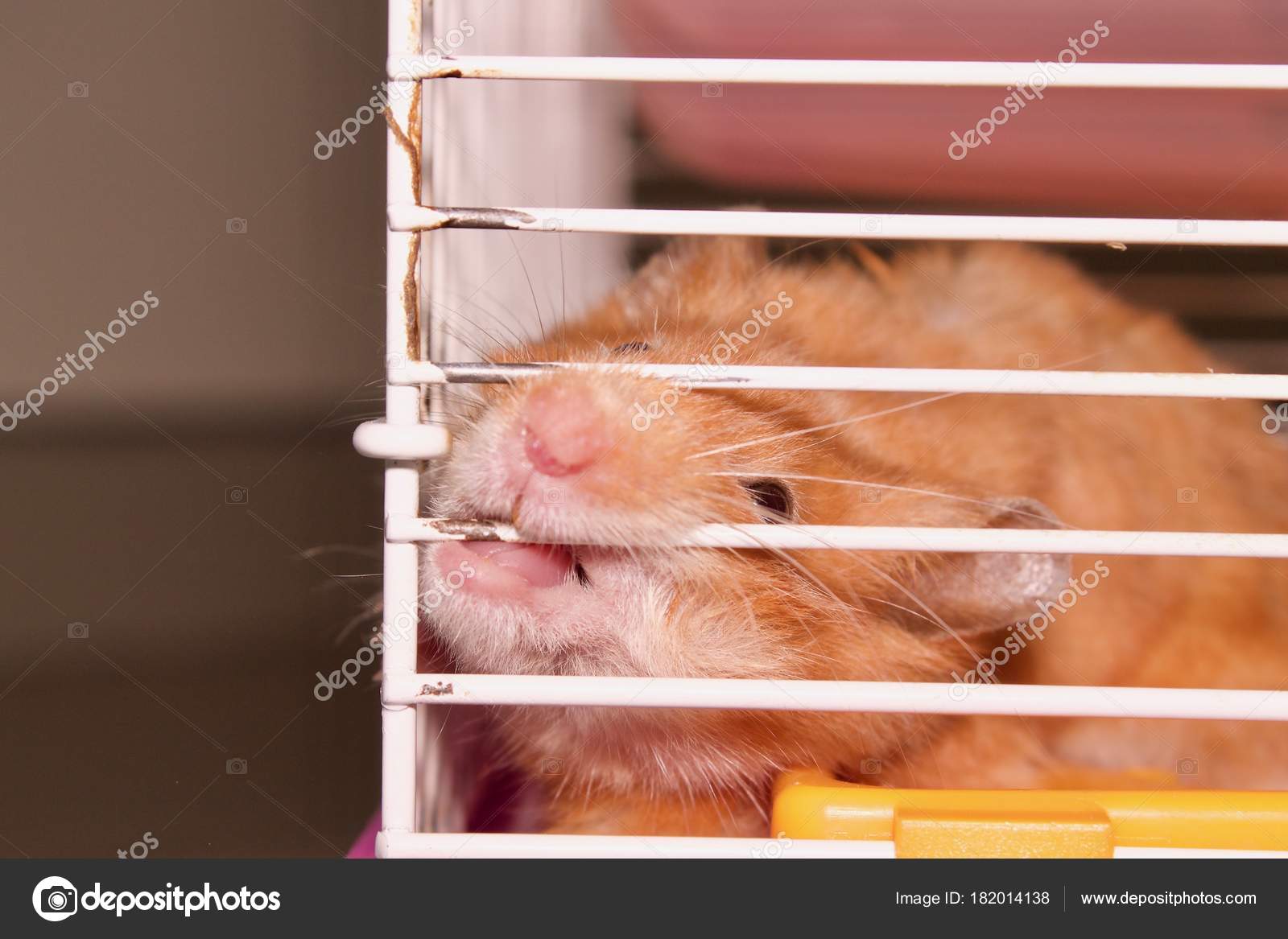 Hamster Wants Get Out Cage Syrian Hamster Funny Hamster Cage Stock Photo by  ©ichimaru@ 182014138