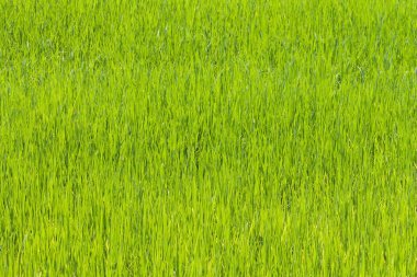 Güneydoğu Asya 'daki pirinç tarlası