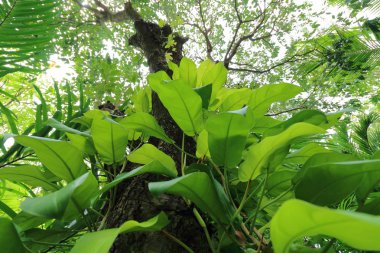 Bir ağaca tırmanma bitkiyi