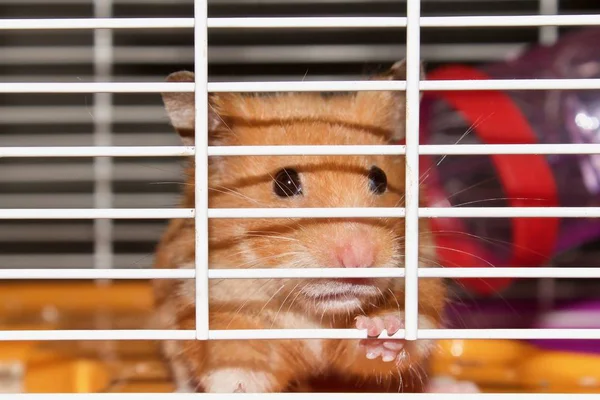 Hamster Quer Sair Gaiola Hamster Sírio Hamster Engraçado Uma Gaiola — Fotografia de Stock