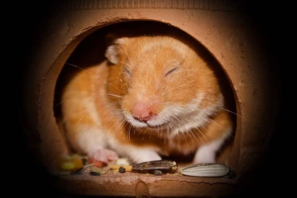 Hamster Sírio Fêmea Acordando Casa Barro Para Hamster Mas Não — Fotografia de Stock