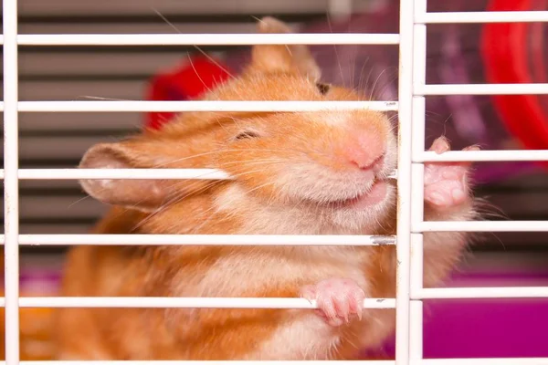 Hamster Wants Get Out Cage Syrian Hamster Funny Hamster Cage — Stock Photo, Image