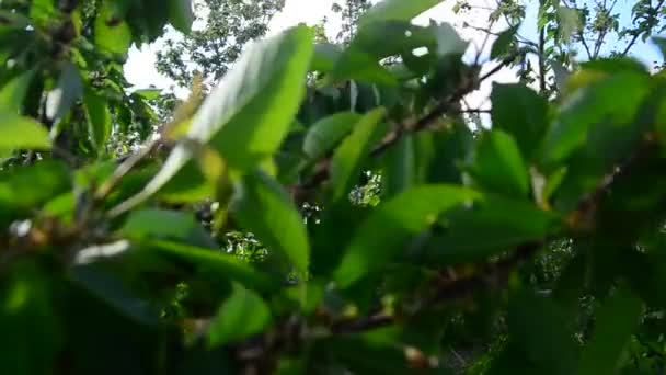 Gröna blad på våren — Stockvideo
