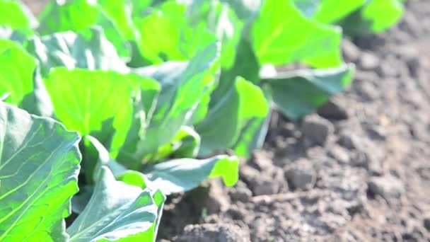 Cabbage, spring leaves planted — Stock Video