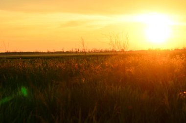 Günbatımı niteliğine. Hiç kimse. Sadece güneş, çimenler ve ağaçlar