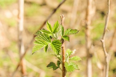 yeşil yaprakları ile Ahududu Şubesi