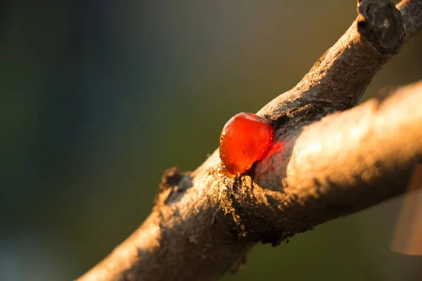 Branch with a drop of resin — Stock Photo, Image