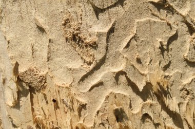 Bir ağaç sarı renk, güzel arka plan doku