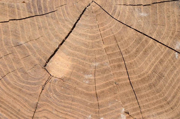 Wood stump texture, background — Stock Photo, Image