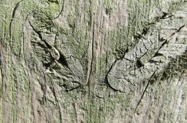 Doku knot ve desenleri ile yeşil boya dikey çizgilerle kesilmiş ağaç kurulu