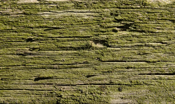 Madeira velha coberta com musgo verde — Fotografia de Stock