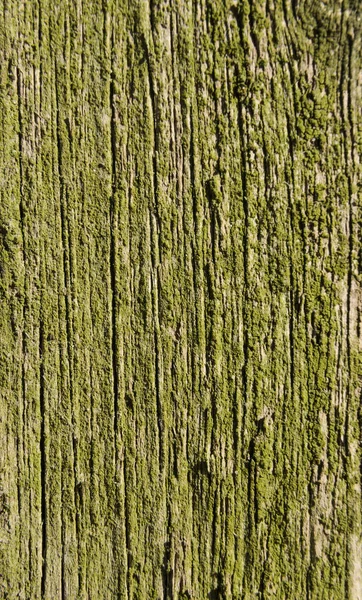 テクスチャ 緑の苔で覆われている古い木です クローズ アップ 斜めの写真 — ストック写真