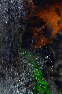 Renkli bir akvaryum taşlar ve alg yüzer. Mavi arka plan, dikey fotoğraf, hava kabarcıkları