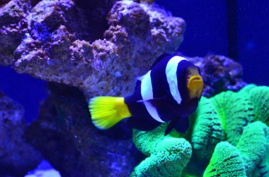 Yosun ve taş çevresinde yüzen çizgili balık