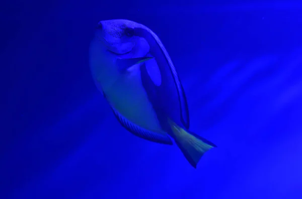 Aquarium Fish Floats Depth Rises Upwards Blue Background Horizontal Photov — Stock Photo, Image