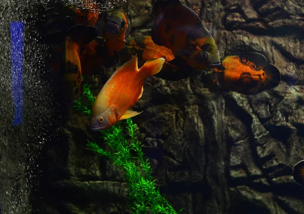 Acuario peces flotan en un acuario cerca de piedras y algas — Foto de Stock