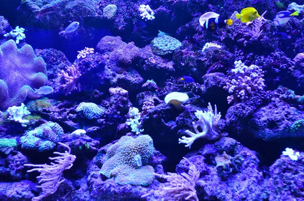 Molti pesci galleggiano sullo sfondo di corallo e pietre — Foto Stock