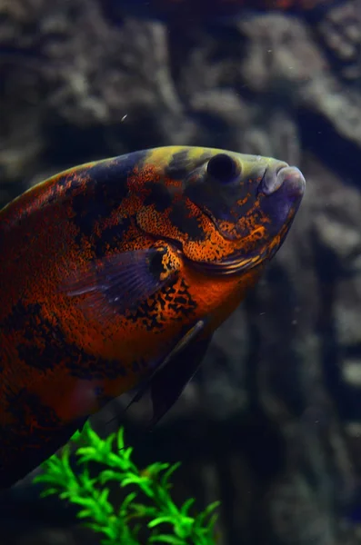 石と藻の近くの水族館魚のフロート 青色の背景色 縦の写真 — ストック写真