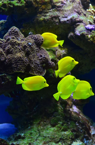 Un branco di pesci gialli galleggia vicino a pietre e alghe — Foto Stock