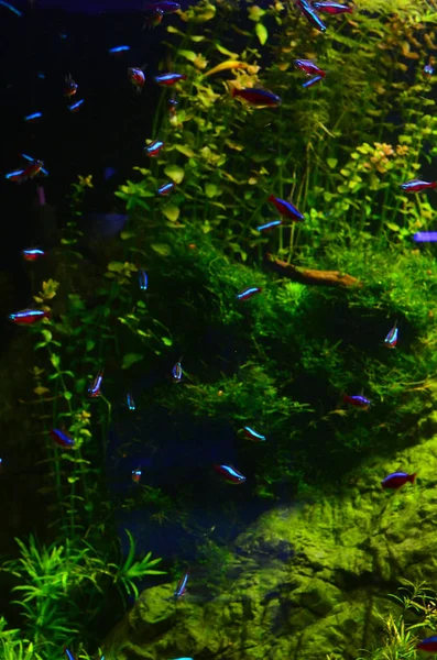 Muchos peces pequeños de color flotan profundamente en las algas — Foto de Stock