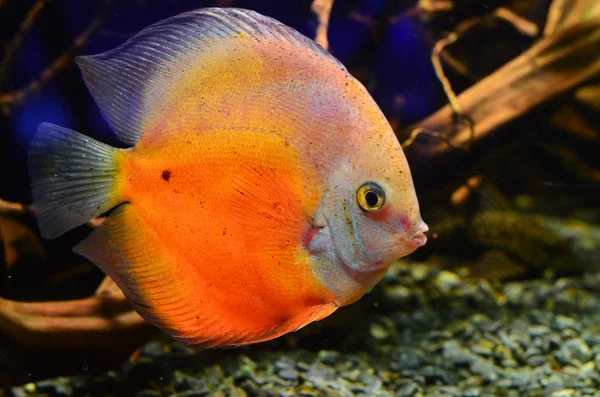 オレンジ魚 Dyskus は岩を深く浮かぶ — ストック写真