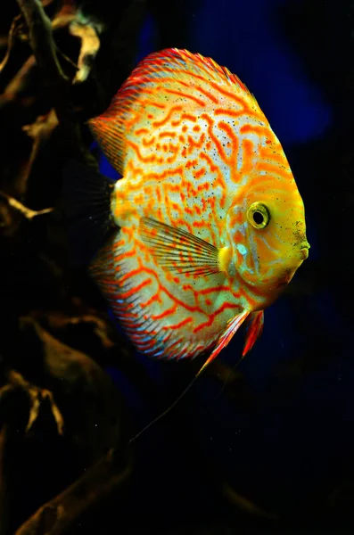 Naranja con peces disco blanco nada profundo —  Fotos de Stock