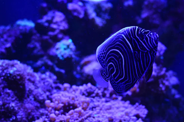 Los peces disco flotan profundamente en las rocas y algas —  Fotos de Stock