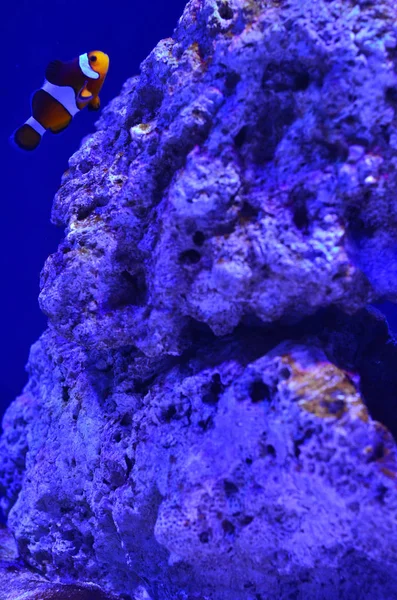 Peces payaso flota cerca de una gran piedra en el agua —  Fotos de Stock