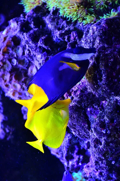 Peces amarillos y azules flotan alrededor de algas y piedras —  Fotos de Stock