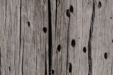 Doku bir eski gri ahşap derin çatlaklar ve sığ delikleri ile pansiyondur. Yatay fotoğraf, duvar kağıdı