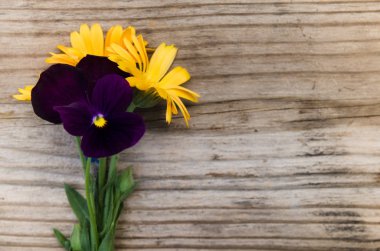 Çiçekler calendula ve üstüne yeni ahşap tahta sapı ile menekşeler
