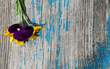 Calendula çiçek ve menekşe mavi boya ile boyanmış ahşap bir masa, üstünde