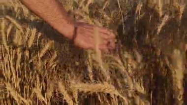 Adamın el vuruşları buğday