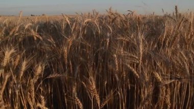 Güzel olgun buğday hareket yakın çekim