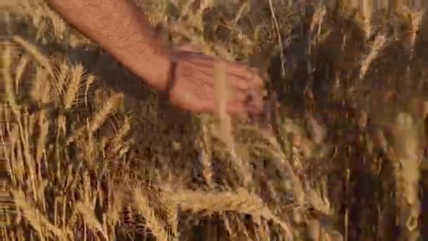 Männerhand streicht über Weizen — Stockvideo