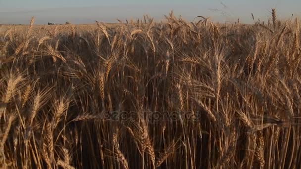 Красива Зріла Пшениця Знімається Русі Крупним Планом — стокове відео