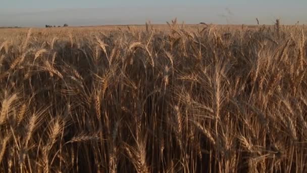 Oren Van Rijpe Tarwe Beweging Close — Stockvideo