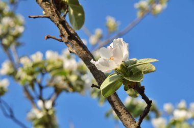 Çiçek dalları üzerinde Apple. Gökyüzü arka plan üzerinde