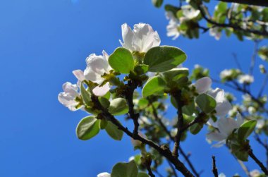 Elma çiçeği temiz mavi gökyüzü arka plan üzerinde dalları