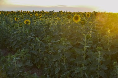 gün batımında alanındaki ayçiçeği